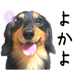 [LINEスタンプ] ダックス大好き 長崎弁プッペスタンプ