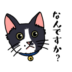 [LINEスタンプ] 猫のおちょ君-日常使い用-