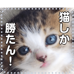 [LINEスタンプ] 子猫☆自由メッセージ