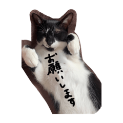 [LINEスタンプ] 東京水饅頭倶楽部-猫編-