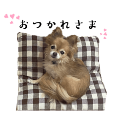 [LINEスタンプ] きなこちゃん3こめ