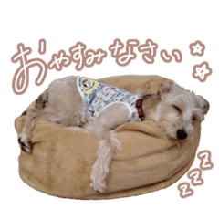 [LINEスタンプ] りくスタンプ(シュナ×イタグレmix)