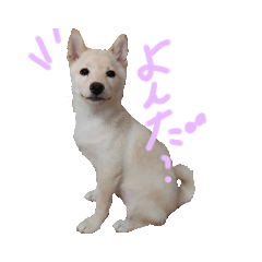 [LINEスタンプ] かわいい白柴スタンプ