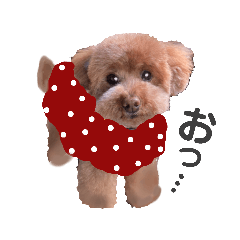 [LINEスタンプ] トイプードル可愛いすぎる日常リアル編2