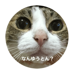 [LINEスタンプ] 使ってみんけんの画像（メイン）