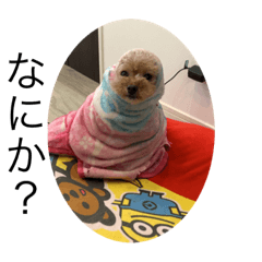 [LINEスタンプ] 愛犬ちろのスタンプ