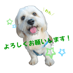 [LINEスタンプ] シーダックス りょうま4