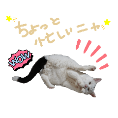 [LINEスタンプ] 白黒ねこのふくちゃん2