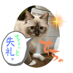 [LINEスタンプ] 猫さん多めのスタンプ。みんな友達。