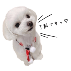 [LINEスタンプ] こっちゃんスタンプーー♡