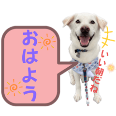 [LINEスタンプ] 保護犬クッキーの日常16♡セラピードッグ