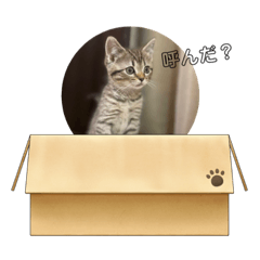 [LINEスタンプ] 豆太郎の推しスタンプ♡