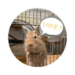 [LINEスタンプ] たーむん公認デグースタンプ