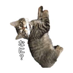 [LINEスタンプ] あずきのスタンプ ①