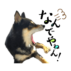 [LINEスタンプ] 柴犬 黒柴きのこの日常8 大阪弁編