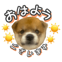 [LINEスタンプ] 柴犬もちくん