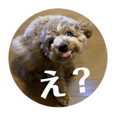 [LINEスタンプ] モナ犬のスタンプ