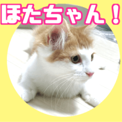 [LINEスタンプ] ねこのほたては今日もかわいい