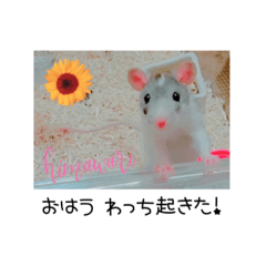 [LINEスタンプ] 愛しのひまたん♡