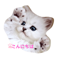 [LINEスタンプ] チンチラ猫のMOMO ＆ RIN 3