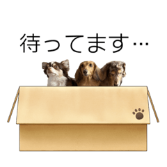 [LINEスタンプ] ダックスとチワワの日常