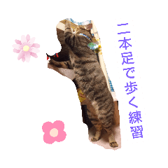 [LINEスタンプ] もか日常生活   ⑧