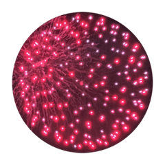 [LINEスタンプ] ○打ち上げ花火○