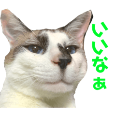 [LINEスタンプ] にぼしくん3