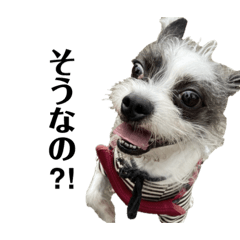 [LINEスタンプ] 表情豊かなJackくんPart2