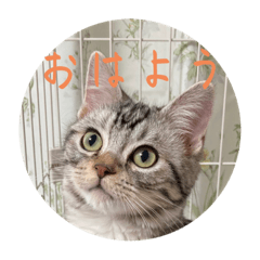 [LINEスタンプ] ルッカ(猫)のスタンプ