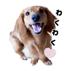 [LINEスタンプ] カニンヘンダックスフンドのミラ