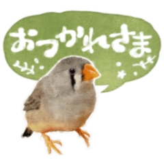 [LINEスタンプ] コメちゃん今日もかわいいね