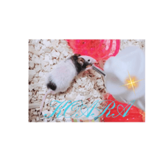 [LINEスタンプ] 愛しのこあたん♡