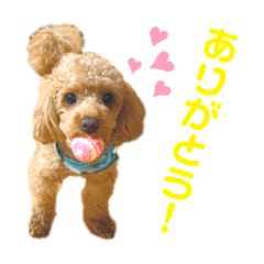 [LINEスタンプ] 生意気トイプードル はいむのスタンプ