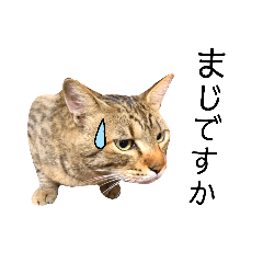 [LINEスタンプ] 猫は神スタンプ4