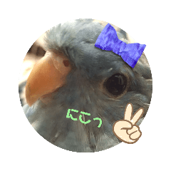 [LINEスタンプ] インコのumi
