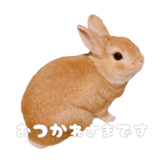 [LINEスタンプ] ネザーのみみちゃん4