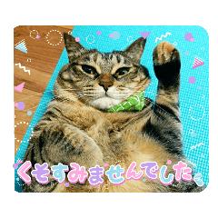 [LINEスタンプ] 夏バテだよ！真顔ねこ