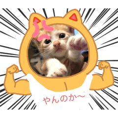[LINEスタンプ] 子猫ぼんぼんスタンプ集