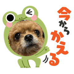 [LINEスタンプ] チワヨーれんれんスタンプ