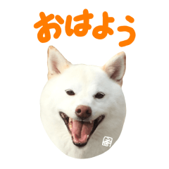 [LINEスタンプ] 白柴犬40面相スタンプ（実写）2