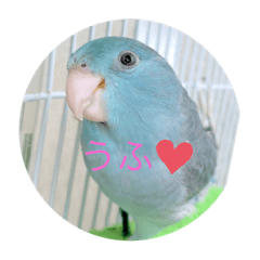[LINEスタンプ] マメルリハのリル
