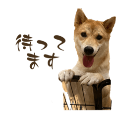 [LINEスタンプ] しば犬の日常スタンプ