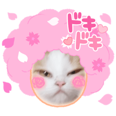 [LINEスタンプ] 猫z