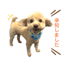 [LINEスタンプ] 犬のクレマ