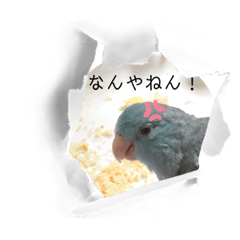 [LINEスタンプ] マメルリハのリルちゃん3
