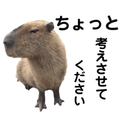 [LINEスタンプ] 動物写真スタンプ2