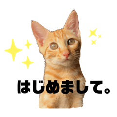 [LINEスタンプ] #トラくんの日常1
