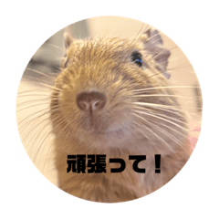 [LINEスタンプ] 毎日使える！可愛いデグーのスタンプ2
