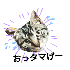 [LINEスタンプ] タマandハク